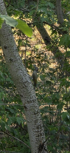 Eurasian Green Woodpecker