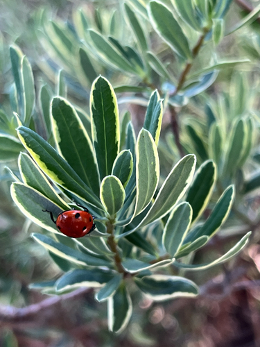 Seven-spotted Lady Beetle