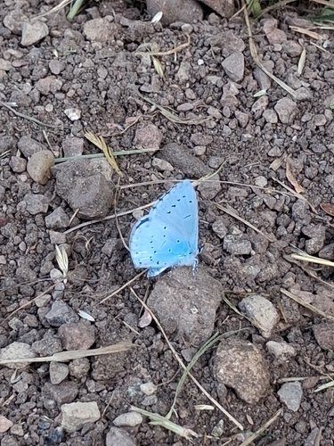 Holly Blue