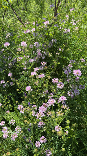 purple crownvetch