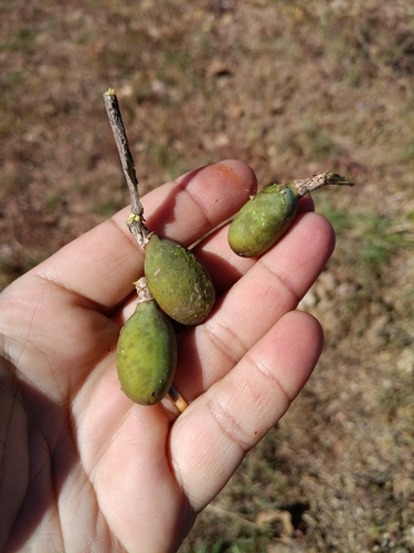 Callisthene fasciculata