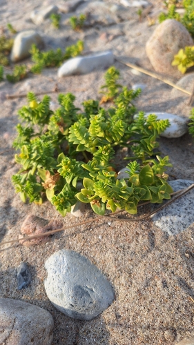 Sea Sandwort