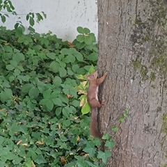 Eurasian Red Squirrel