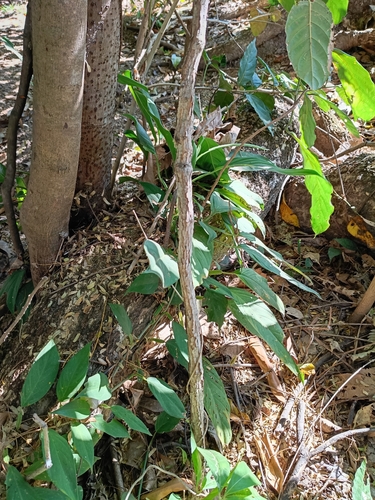 Philodendron flumineum