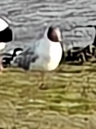 Black-headed Gull