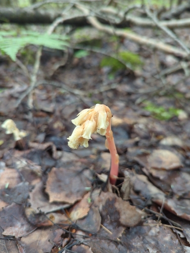 pinesap