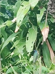 Florisuga mellivora image