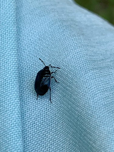 White-margined Burrowing Bug
