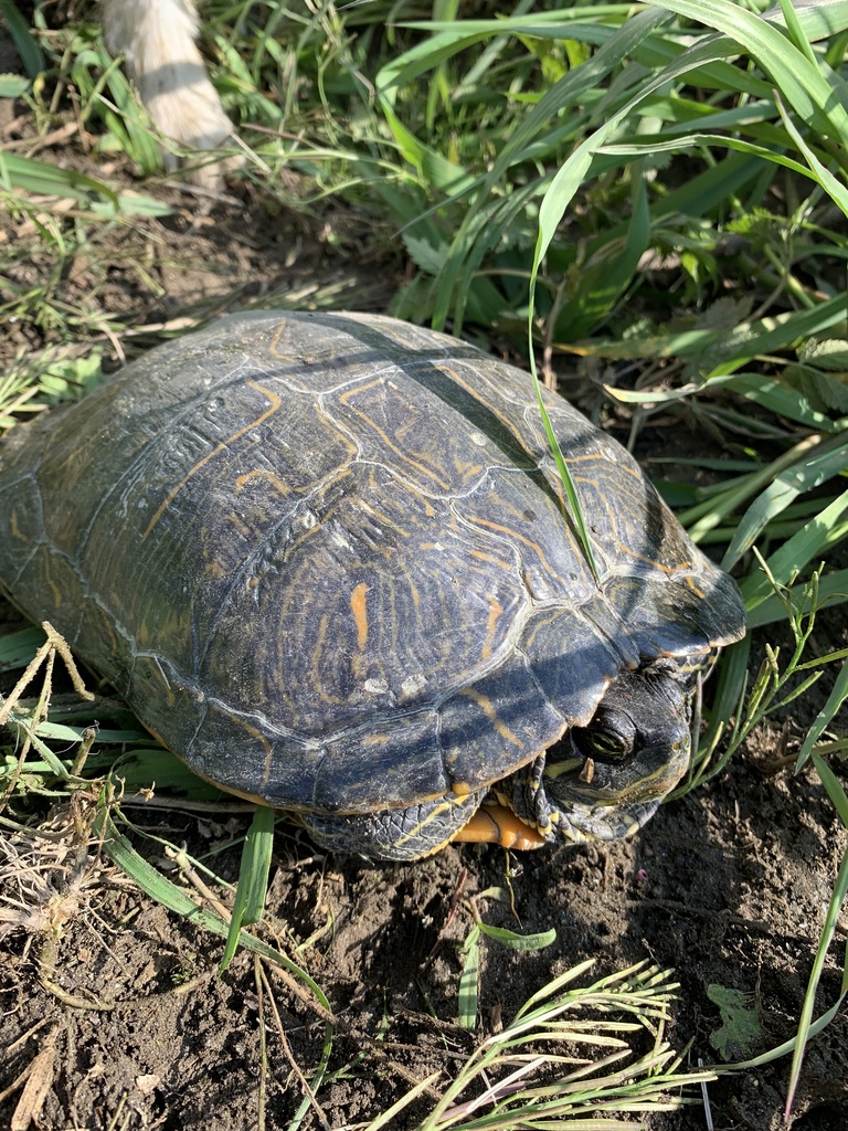 Pond Slider from 山田町上新切, いわき市, 福島県, JP on April 25, 2020 at 02:52 PM by ...