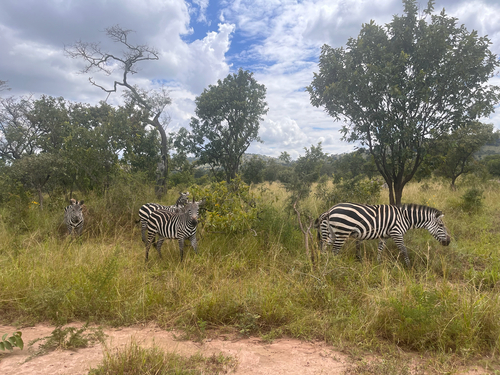 Plains Zebra