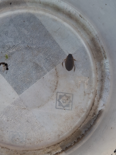 large-grooved diving beetle