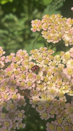 Spotted Pink Lady Beetle