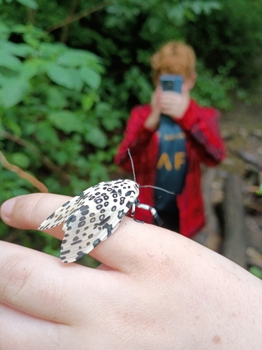 Giant Leopard Moth
