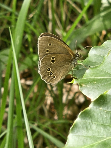 Ringlet
