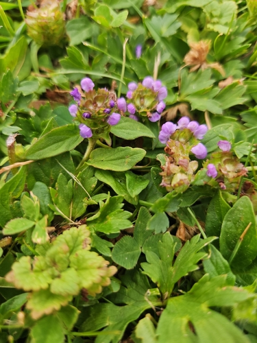 common selfheal