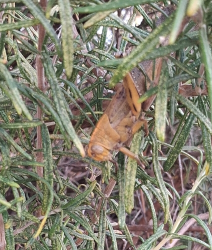 Egyptian Bird Grasshopper