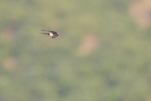 European Red-rumped Swallow