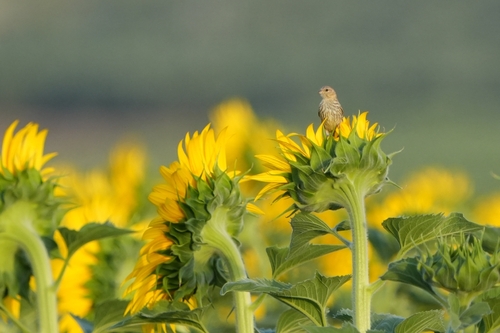 European Serin