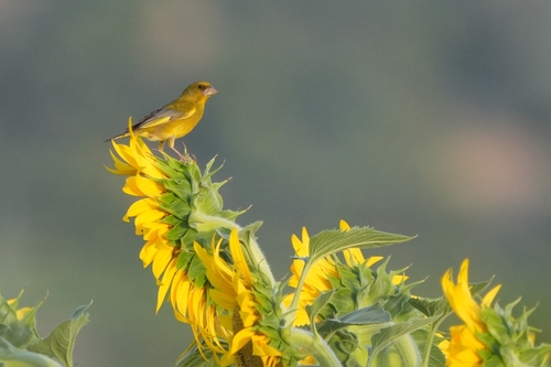 European Greenfinch