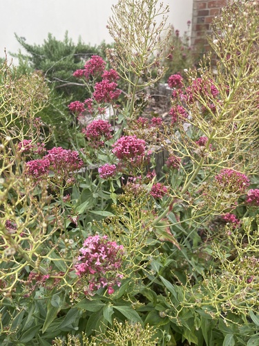 Red Valerian