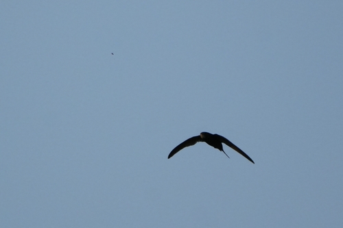 Common Swift