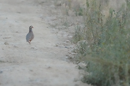 Red-legged Partridge