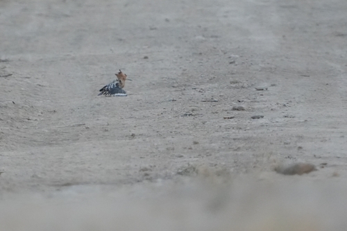Common Hoopoe