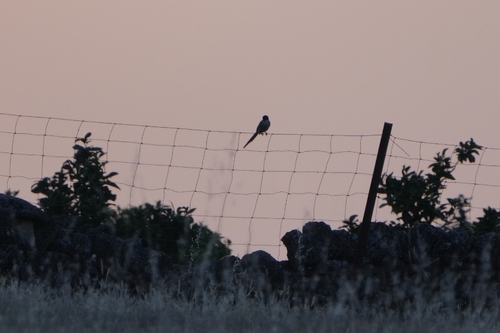 Iberian Magpie