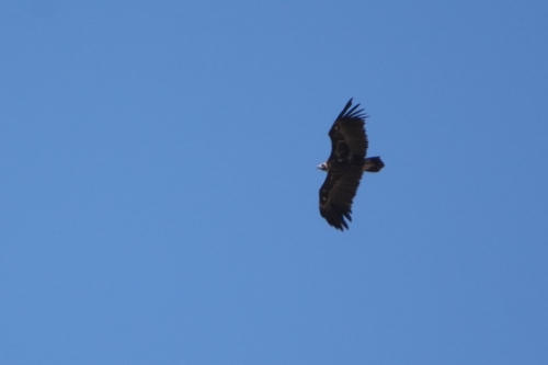 Cinereous Vulture