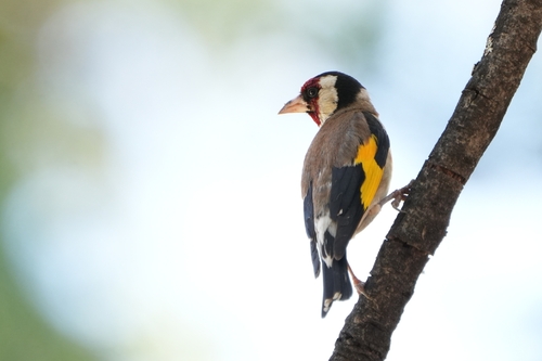 European Goldfinch