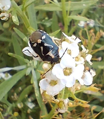 Cabbage Bug