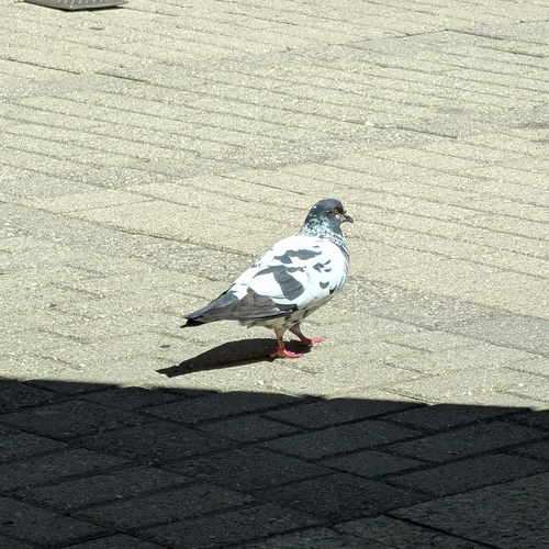 Feral Pigeon