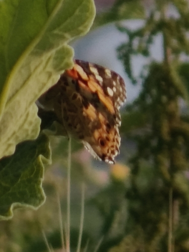 Painted Lady