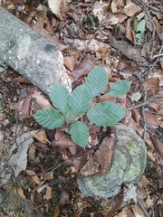 European beech