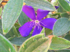 Image of Pleroma urvilleanum