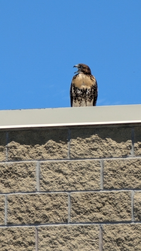 Red-tailed Hawk