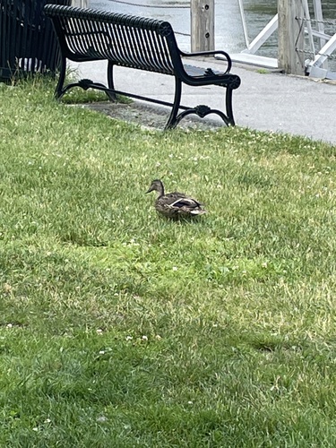 Mallard