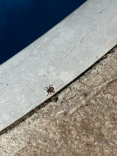 American Dog Tick