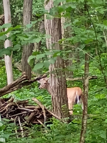 White-tailed Deer