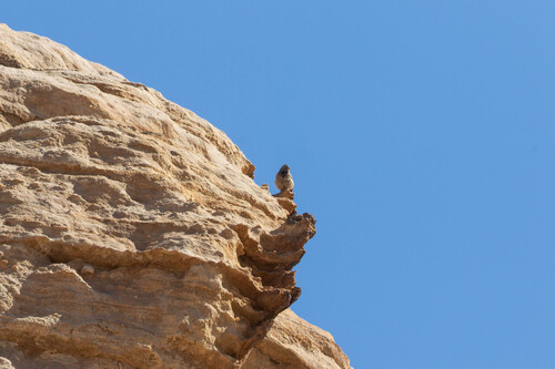 Striolated Bunting