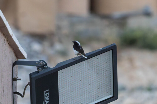 Mourning Wheatear