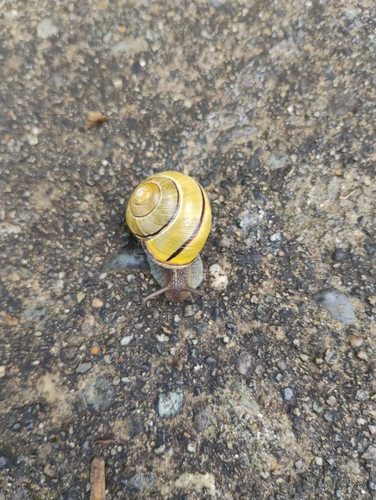 Brown-lipped Snail