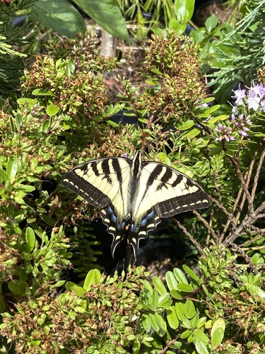 Western Tiger Swallowtail
