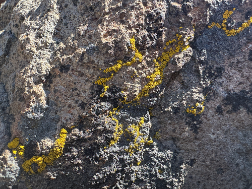 iNaturalist observation photo of cobblestone lichen family