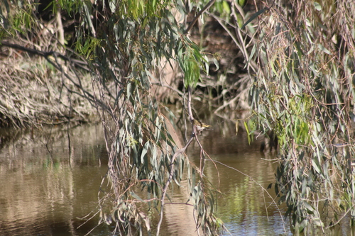 Black-headed Weaver