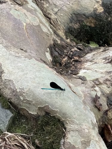 Ebony Jewelwing