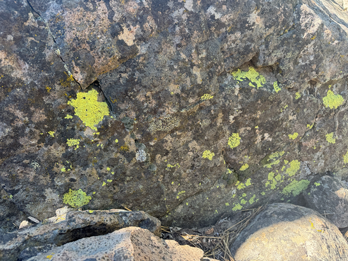iNaturalist observation photo of gold cobblestone lichen