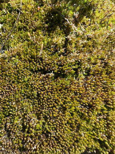 iNaturalist observation photo of Mosses