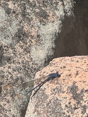 iNaturalist observation photo of Vivid Dancer