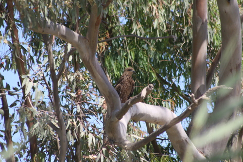 Black Kite